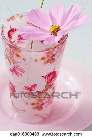 Stock Photo - Cosmos flower in glass. Fotosearch