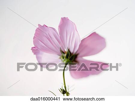 Cosmos flower View Large Photo Image Stock Image - Cosmos flower. Fotosearch