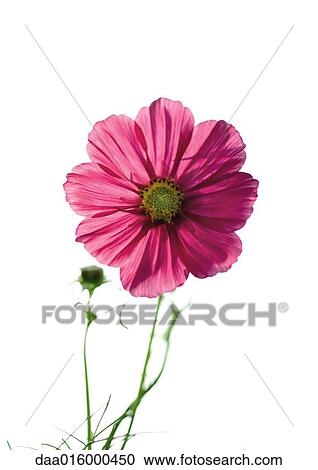 Stock Image - Cosmos flower. Fotosearch