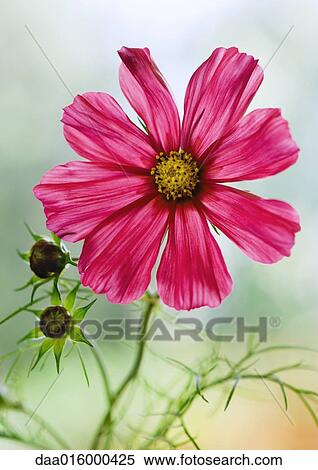 Stock Photography - Cosmos flower. Fotosearch