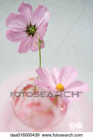 Cosmos flowers in glass View Large Photo Image Stock Photo - Cosmos flowers in glass. Fotosearch