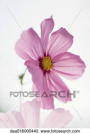 Cosmos flowers View Large Photo Image Stock Image - Cosmos flowers. Fotosearch