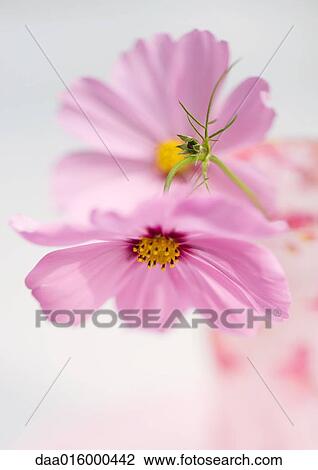 Cosmos flowers View Large Photo Image Stock Image - Cosmos flowers. Fotosearch
