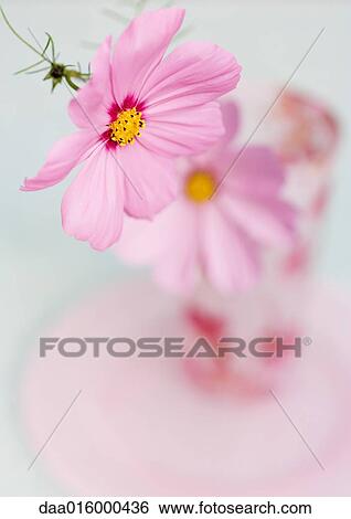 Cosmos flowers View Large Photo Image Stock Photograph - Cosmos flowers. Fotosearch