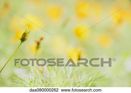 Stock Image - Cosmos growing in field. Fotosearch