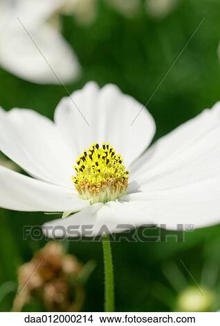 Cosmos View Large Photo Image Picture - Cosmos. Fotosearch
