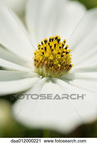 Cosmos View Large Photo Image Stock Image - Cosmos. Fotosearch