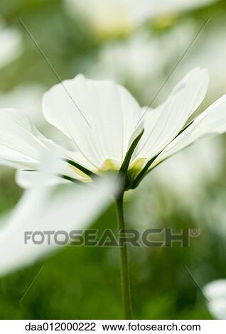Cosmos View Large Photo Image Stock Image - Cosmos. Fotosearch