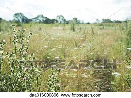 Stock Photograph - Country field. Fotosearch
