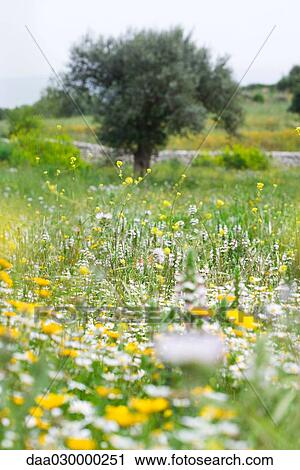 Country landscape with wildflowers and olive tree View Large Photo Image Stock Image - Country landscape with wildflowers and olive tree. Fotosearch