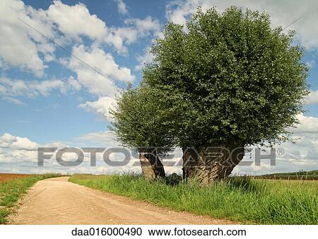 Country road and willow tree, Jura region, France View Large Photo Image Stock Image - Country road and willow tree, Jura region, France. Fotosearch