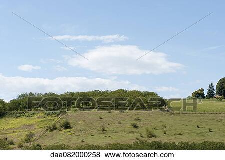 Countryside with orchard in background View Large Photo Image Stock Photo - Countryside with orchard in background. Fotosearch