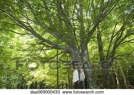 Couple admiring tall trees View Large Photo Image Stock Image - Couple admiring tall trees. Fotosearch