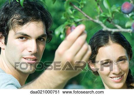 Stock Image - Couple by plum tree, man picking plum, close-up. Fotosearch