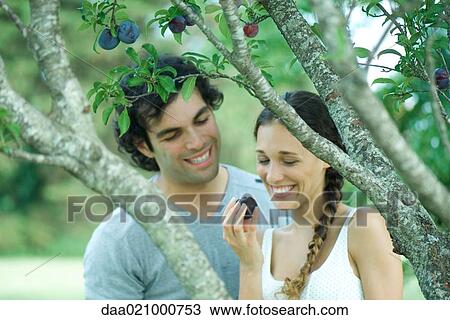 Couple by plum tree, woman holding up plum tree to mouth View Large Photo Image Stock Image - Couple by plum tree, woman holding up plum tree to mouth. Fotosearch