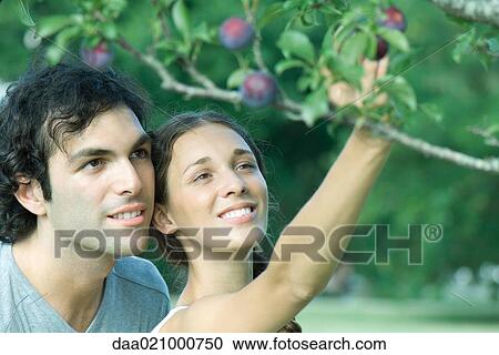 Couple by plum tree, woman picking plum View Large Photo Image Stock Image - Couple by plum tree, woman picking plum. Fotosearch