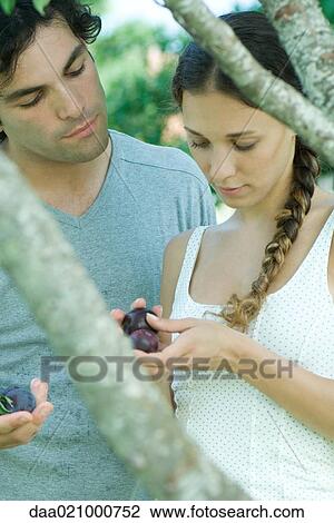 Couple by tree, looking down at plums in hands View Large Photo Image Stock Image - Couple by tree, looking down at plums in hands. Fotosearch