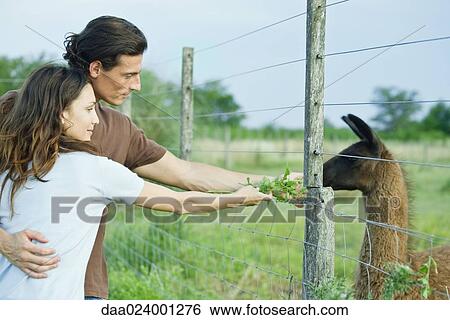 Couple feeding llama through fence View Large Photo Image Stock Photograph - Couple feeding llama through fence. Fotosearch