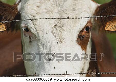 Cow behind barbed wire, close-up View Large Photo Image Stock Photo - Cow behind barbed wire, close-up. Fotosearch