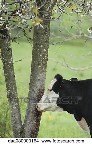 Cow beside tree in pasture View Large Photo Image Picture - Cow beside tree in pasture. Fotosearch