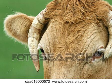 Stock Image - Cow, close-up of head. Fotosearch