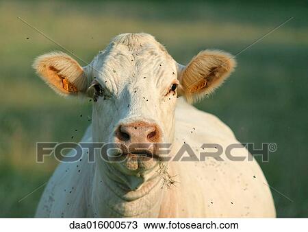 Cow covered with flies View Large Photo Image Stock Image - Cow covered with flies. Fotosearch