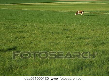 Cow grazing in green pasture View Large Photo Image Stock Image - Cow grazing in green pasture. Fotosearch