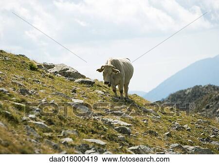 Cow grazing in mountains View Large Photo Image Stock Photo - Cow grazing in mountains. Fotosearch