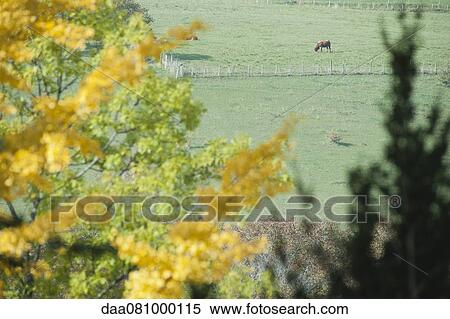 Cow grazing in pasture, autumn foliage in foreground View Large Photo Image Stock Photography - Cow grazing in pasture, autumn foliage in foreground. Fotosearch