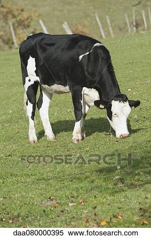 Cow grazing in pasture View Large Photo Image Stock Photography - Cow grazing in pasture. Fotosearch