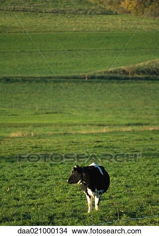 Cow in green pasture View Large Photo Image Picture - Cow in green pasture. Fotosearch