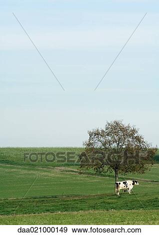 Cow in green pasture, standing by tree View Large Photo Image Stock Photo - Cow in green pasture, standing by tree. Fotosearch