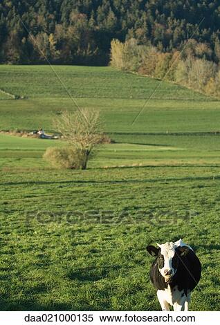 Cow in green pasture View Large Photo Image Stock Photography - Cow in green pasture. Fotosearch
