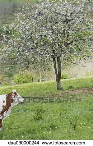 Cow in pasture View Large Photo Image Picture - Cow in pasture. Fotosearch