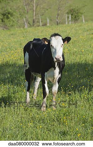 Cow in pasture View Large Photo Image Stock Image - Cow in pasture. Fotosearch