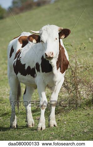 Cow in pasture View Large Photo Image Stock Image - Cow in pasture. Fotosearch