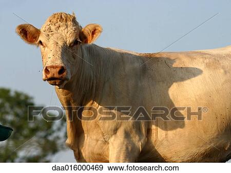 Cow, looking at camera View Large Photo Image Stock Photo - Cow, looking at camera. Fotosearch