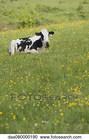 Cow lying in pasture View Large Photo Image Stock Image - Cow lying in pasture. Fotosearch