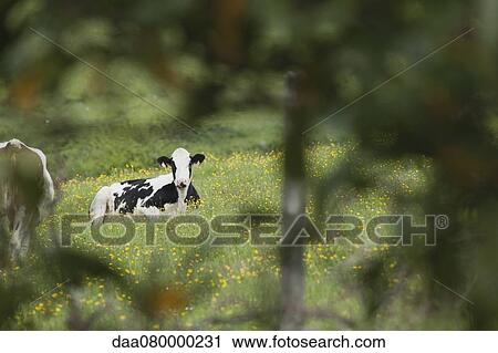 Cow lying in pasture View Large Photo Image Stock Image - Cow lying in pasture. Fotosearch