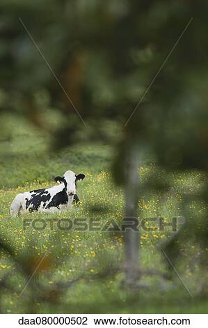 Stock Image - Cow lying in pasture. Fotosearch