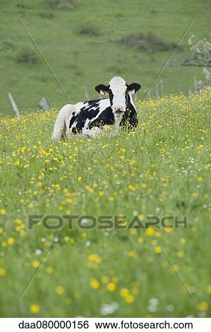 Cow lying in pasture View Large Photo Image Stock Photograph - Cow lying in pasture. Fotosearch
