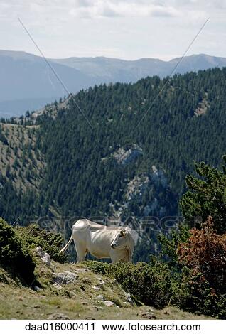 Cow on mountainside View Large Photo Image Stock Image - Cow on mountainside. Fotosearch