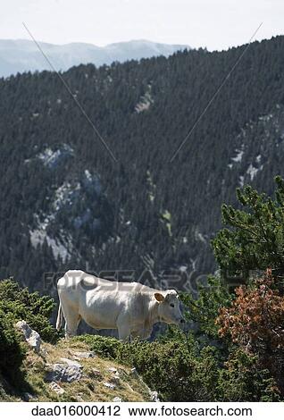 Stock Image - Cow on mountainside. Fotosearch