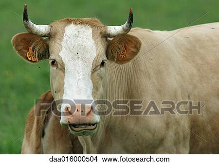 Cow View Large Photo Image Picture - Cow. Fotosearch