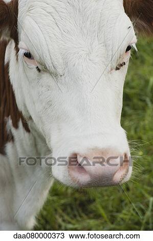 Cow, portrait View Large Photo Image Stock Image - Cow, portrait. Fotosearch