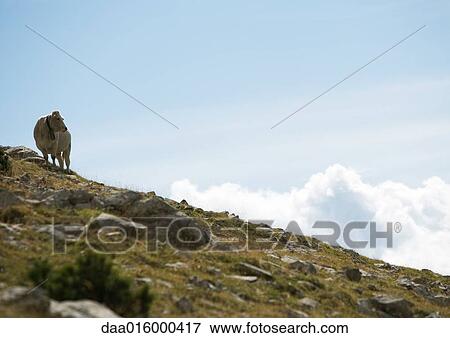 Cow standing on hillside View Large Photo Image Stock Photo - Cow standing on hillside. Fotosearch