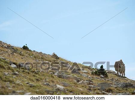 Cow standing on hillside View Large Photo Image Stock Photo - Cow standing on hillside. Fotosearch