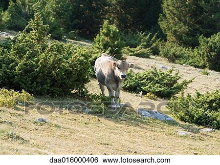 Cow standing on mountainside View Large Photo Image Stock Photograph - Cow standing on mountainside. Fotosearch