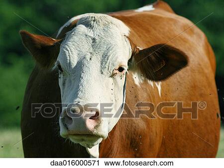 Cow View Large Photo Image Stock Image - Cow. Fotosearch