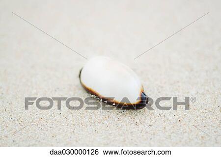 Cowrie shell (Cypraeidae), close-up View Large Photo Image Stock Photograph - Cowrie shell (Cypraeidae), close-up. Fotosearch